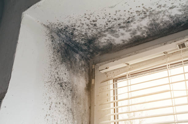 Affordable Mold Remediation solutions in Danville, IL