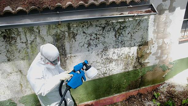 Top rated local Mold Remediation specialists in Danville, IL